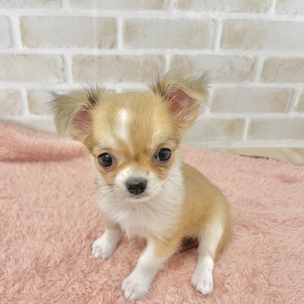 高速しっぽフリフリが得意なチワワちゃん🍉ペットショップ犬の家